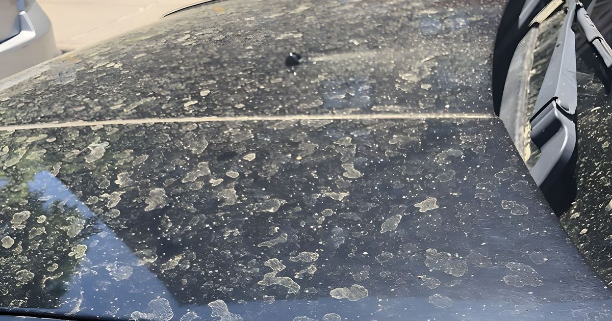 Microscopic abrasion and swirl marks caused by bush dust dragged across car paint